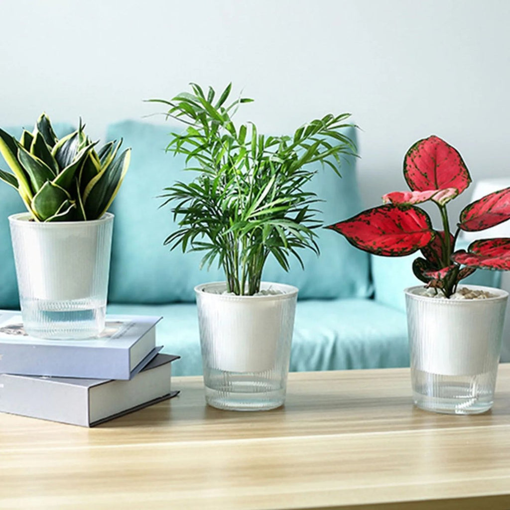 BLOOMSYNC Transparent Self-Watering Plant Pot – Easy-Care Planter